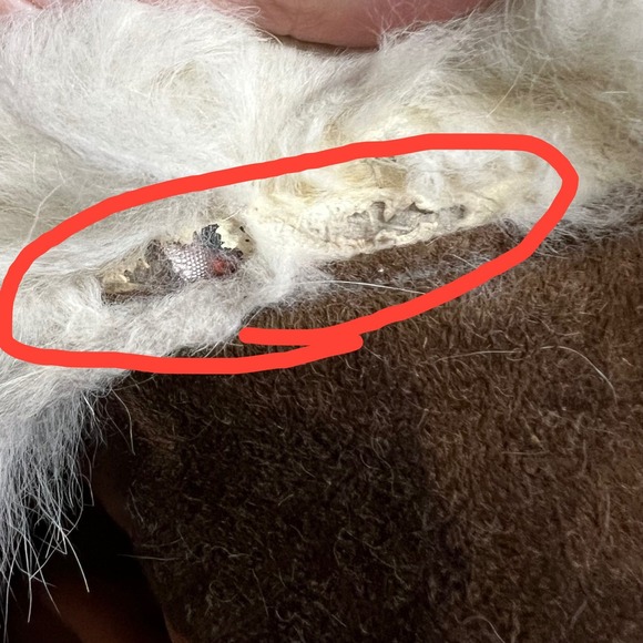 Vintage Brown Suede Trench Coat With White Fur Collar Belted 70s Penny Lane M - Picture 10 of 12